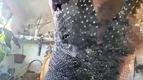 lacybell online show from February 2026 03:43:02 PM