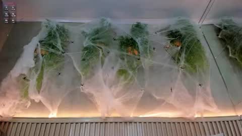 lana_lann online show from October 2025 01:44:01 PM