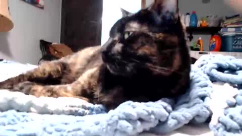 Snapshot of lancehardin chatting on March 2026 11:11:02 PM Lance online show from March 2026 11:11:02 PM