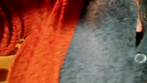 laureanne online show from December 2024 08:26:02 PM