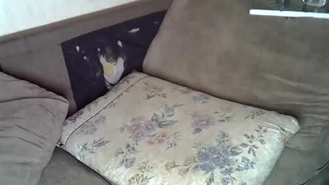 lillybae1811 online show from June 2026 08:02:02 AM