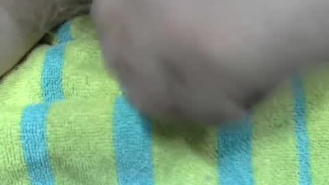 LilTonyPA online show from January 2025 06:45:01 PM