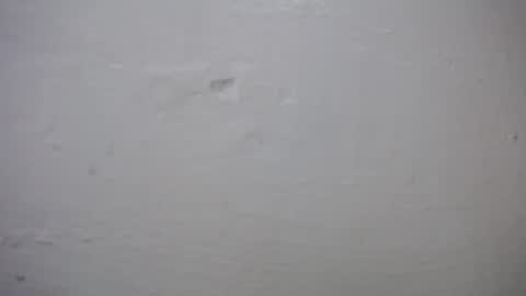 Snapshot of lisa_branch chatting on October 2025 10:41:02 AM lisa_branch online show from October 2025 10:41:02 AM