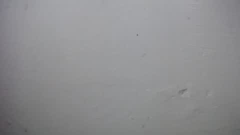 Snapshot of lisa_branch chatting on November 2025 10:07:01 AM lisa_branch online show from November 2025 10:07:01 AM