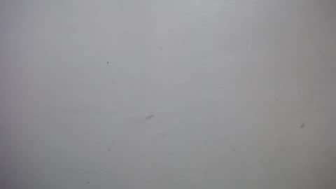 Snapshot of lisa_branch chatting on January 2026 07:05:02 PM lisa_branch online show from January 2026 07:05:02 PM