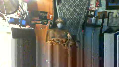 Mr. FogoDeChao online show from October 2025 09:42:02 AM