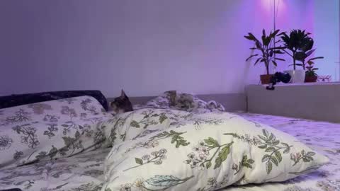 Elsa online show from November 2025 06:34:02 AM