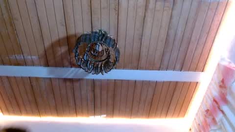 Snapshot of maidi_hot chatting on February 2025 12:08:01 PM Bella Maidi online show from February 2025 12:08:01 PM