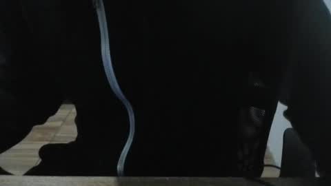 miamorr_ online show from February 2026 04:43:02 AM