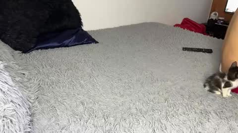 michellepetitte online show from March 2026 07:13:02 AM