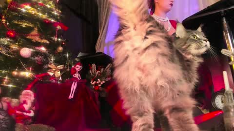 missAsmodeus online show from December 2024 09:00:02 PM