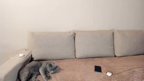 Snapshot of miss_kitty13 chatting on December 2025 02:41:02 AM Kitty online show from December 2025 02:41:02 AM