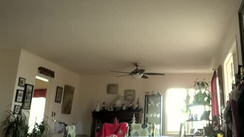 Monkee Dance online show from January 2025 07:43:01 PM