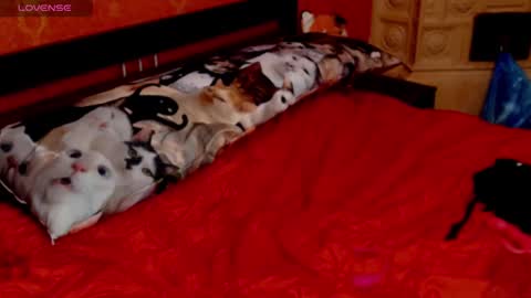 Snapshot of naughtyhousewifexx chatting on January 2025 05:49:02 PM housewife Eva online show from January 2025 05:49:02 PM