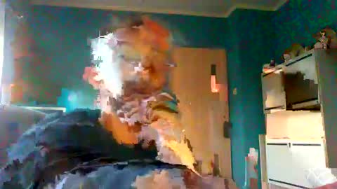 Mark online show from February 2025 07:48:01 AM