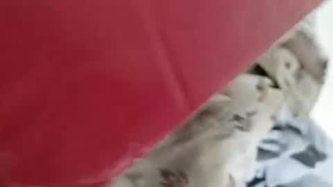 sim  nib online show from January 2025 05:16:02 AM