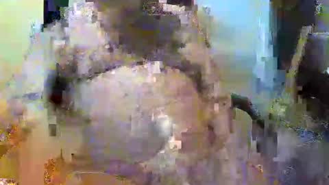 William online show from November 2025 05:26:01 PM