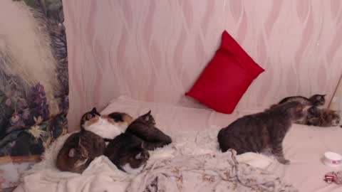 Olivia online show from March 2025 11:00:02 PM