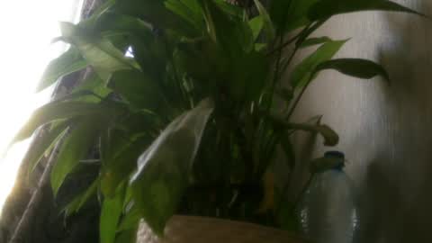 Snapshot of pamela_passion chatting on July 2026 11:23:02 AM pamela_passion online show from July 2026 11:23:02 AM