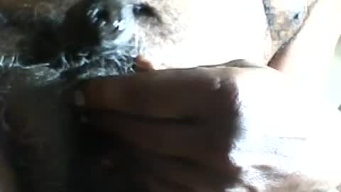 pappi_rambo online show from July 2026 01:29:02 PM