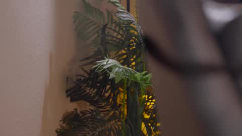 Snapshot of patricia_bennett chatting on December 2025 06:02:01 PM Patricia online show from December 2025 06:02:01 PM