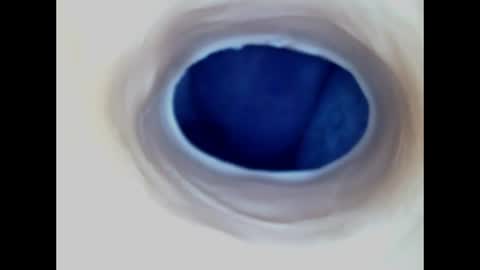 Snapshot of paulainoscente chatting on June 2026 02:24:02 AM Paula 18 Aninhos online show from June 2026 02:24:02 AM