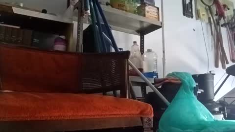 PipeLayerPlayer007 online show from September 2025 04:50:02 PM