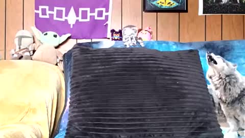 prettysolidd7 online show from January 2025 02:52:01 PM