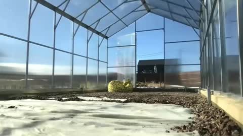 Queen of Pain online show from March 2025 10:30:02 AM