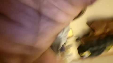 pussylike696969 online show from December 2024 09:21:02 AM