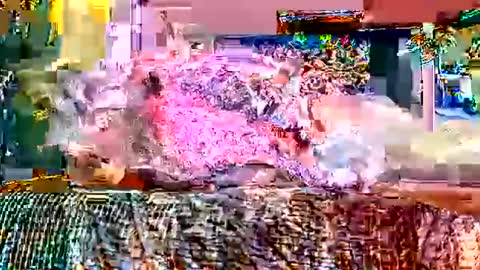 queenstonermami online show from February 2026 10:25:01 AM