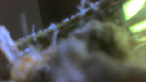 Snapshot of rehn816 chatting on March 2025 03:13:02 PM rehn816 online show from March 2025 03:13:02 PM