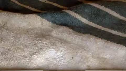 rimachaka online show from December 2024 08:18:01 PM