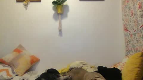 Snapshot of roastingcorn chatting on March 2025 03:59:02 AM RoastingCorn online show from March 2025 03:59:02 AM