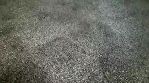 rokard121 online show from March 2025 04:41:01 PM