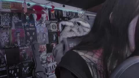 rot online show from March 2026 06:10:01 PM