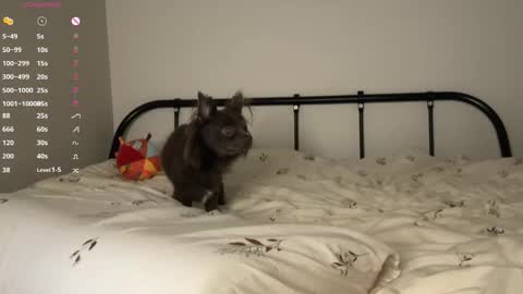  - my telegram channel online show from October 2025 06:06:02 PM