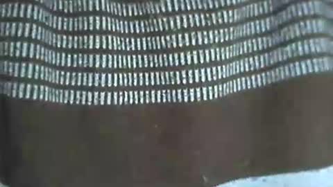 selim selim online show from November 2025 10:18:02 PM