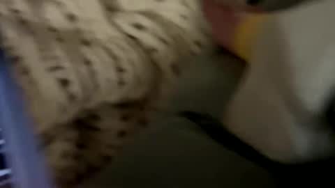 senecathestoic25 online show from February 2026 03:54:01 AM