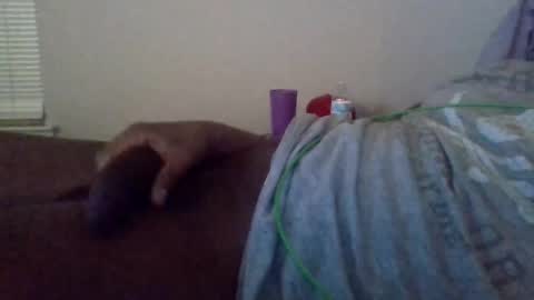 Snapshot of shameak chatting on October 2025 02:48:01 AM Shameak online show from October 2025 02:48:01 AM