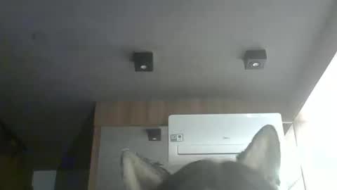 skinnykittencam online show from February 2026 12:38:02 AM