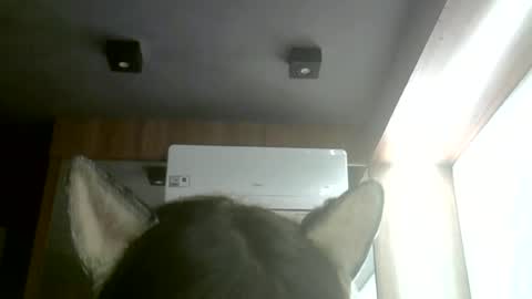 Snapshot of skinnykittencam chatting on June 2026 03:25:01 AM skinnykittencam online show from June 2026 03:25:01 AM