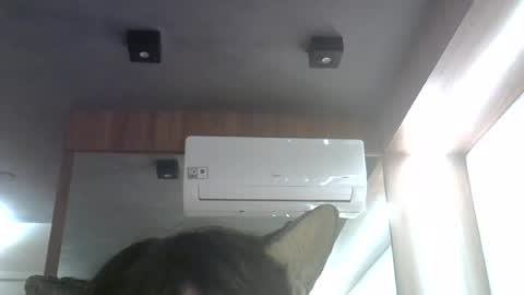 Snapshot of skinnykittencam chatting on June 2026 12:59:02 AM skinnykittencam online show from June 2026 12:59:02 AM