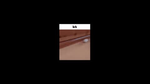 Gus online show from May 2026 12:21:01 PM
