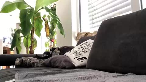 Spritzer669 online show from December 2024 12:28:02 PM