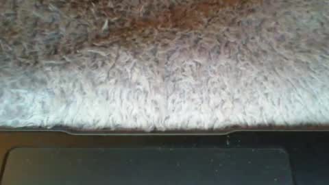 Suseee online show from March 2026 03:44:02 AM