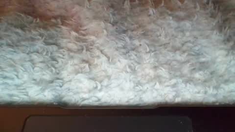 Suseee online show from April 2026 04:46:01 AM