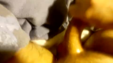 Snapshot of tf0_ chatting on March 2025 04:14:01 AM tf0_ online show from March 2025 04:14:01 AM