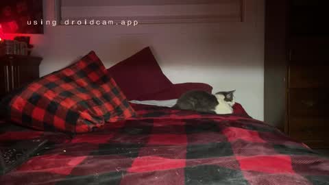 Thatcarrguyy online show from December 2024 12:38:01 PM