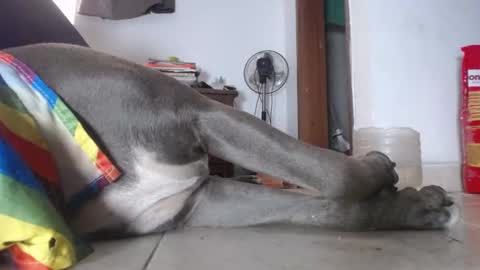   Thomas    online show from February 2025 03:04:01 PM